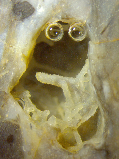 cave with hyphae