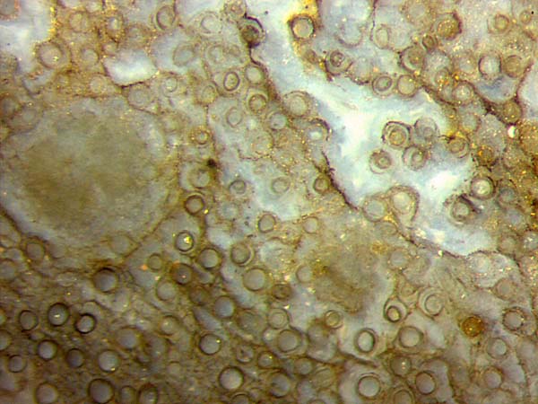 nematophyte
