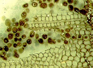 No coprolites but wood rot, Permian, Schallodenbach