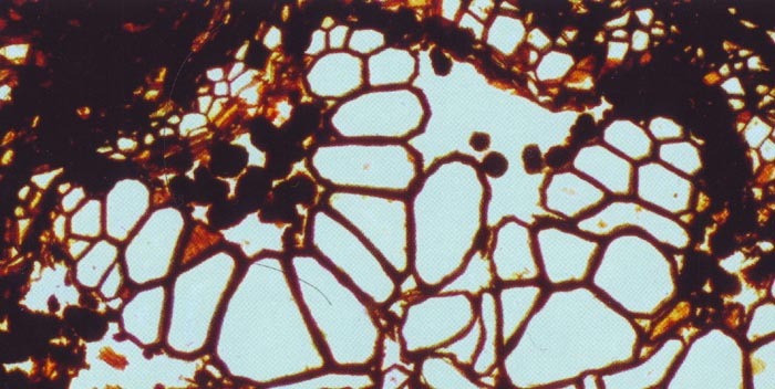 angular clots in Psaronius root, no coprolites