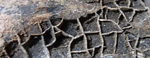 siliceous casts of shrinkage cracks in petrified wood