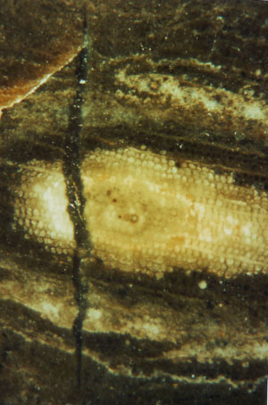 Fossil wood cross-section with cracked spot