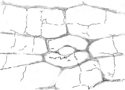 alleged cell divisions re-drawn to reveal their nature as cracks