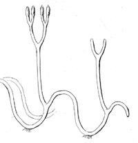 Schematische Darstellung des bogigen Wuchses von Aglaophyton