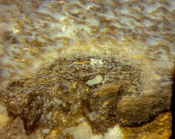 nematophyte in chert, partially damaged