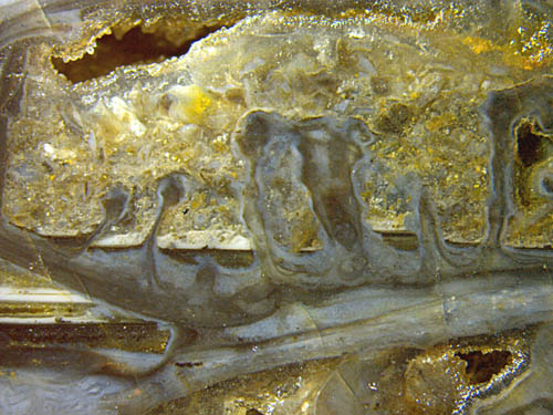 microbial emergences