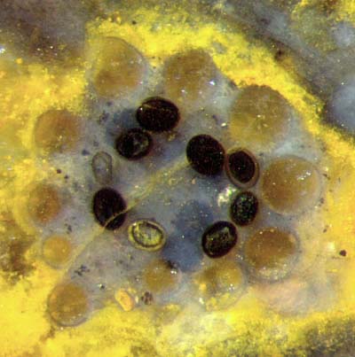 unknown alga cross-section