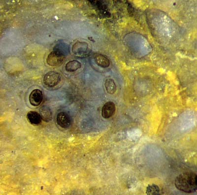 enigmatic alga with capsules on stalks