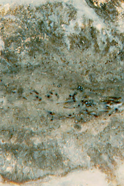 Section of nematophyte near its margin