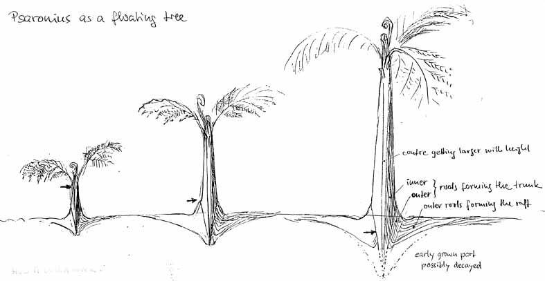 Psaronius als schwimmender Baum im Gleichgewicht