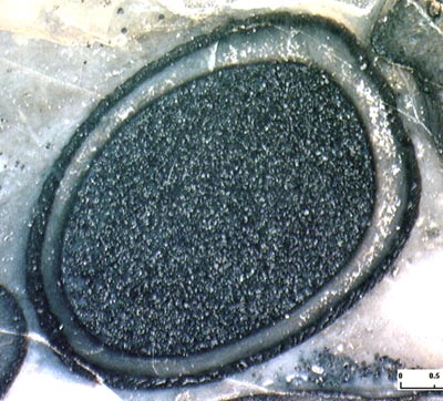 Aglaophyton-Sporangium, schrger Schnitt