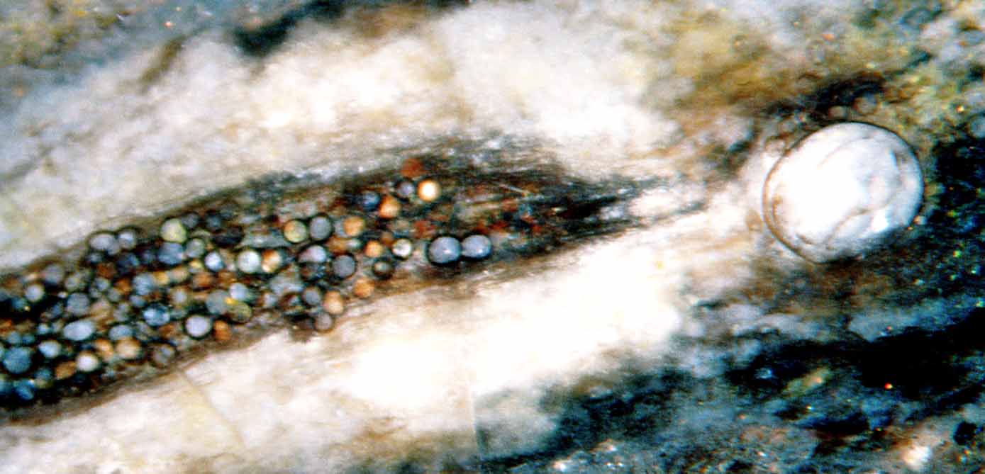 Fungus chlamydospores of two largely differing sizes