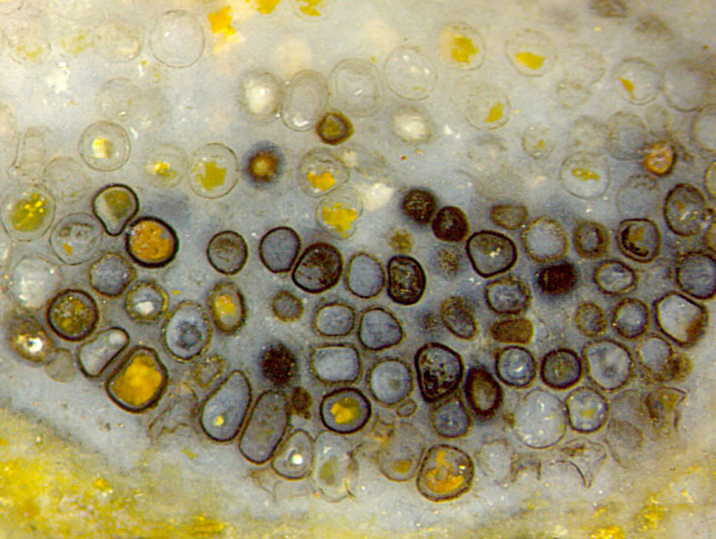 Devonian fungus resting spores in Rhynie chert