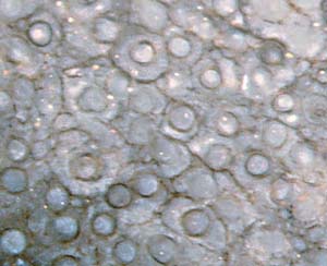 Nematophyt mit Pseudo-Zellstruktur auf Schnittflche
