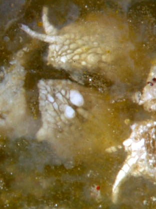 Scolecopteris sporangia with two hairs each