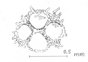 Hairy sporangia of Scolecopteris