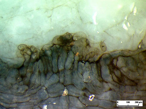 cell growth in damaged Aglaophyton