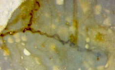 wavy fungus hyphae