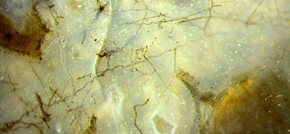 wavy fungus hyphae