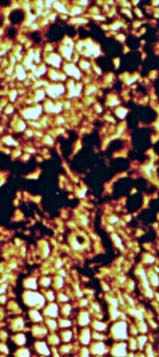 Zellen mit dunkler Fllung im Kieselholz: angebliche Koprolithen