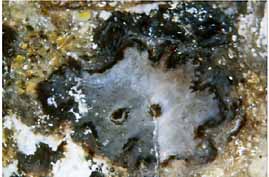 Nothia cross-section with divided xylem