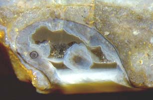 level fill in hollow Aglaophyton