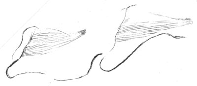 drawing of book lungs in each of the first two body segments