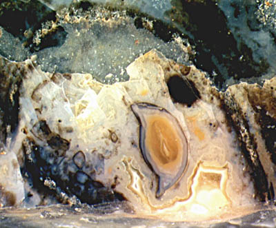 exuviae silicified within a hollow straw of Aglaophyton
