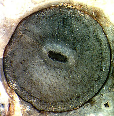Aglaophyton with Glomites rhyniensis