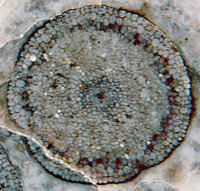 Rhynia with fungus, Glomites rhyniensis ?