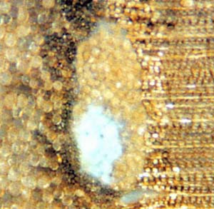 alleged coprolites in a tunnel in Permian wood