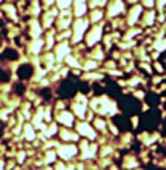 Alleged frass gallery with coprolites in coniferous wood
