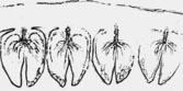 Scolecopteris, formation of illusory synangium stalks