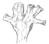 Horneophyton sporangium as suggested by odd-shaped sections seen on the chert face