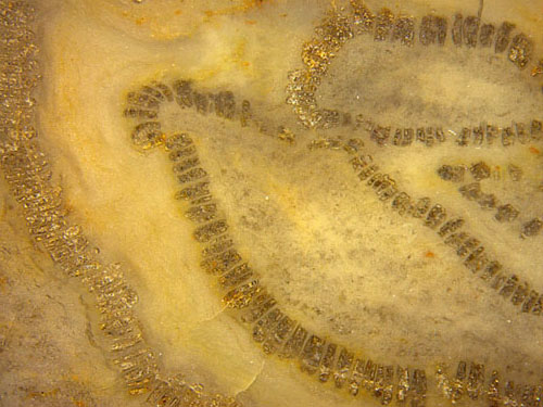 Sclerotic structure in the center of the seed fern stem