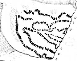 Sclerotic structure in the seed fern stem center