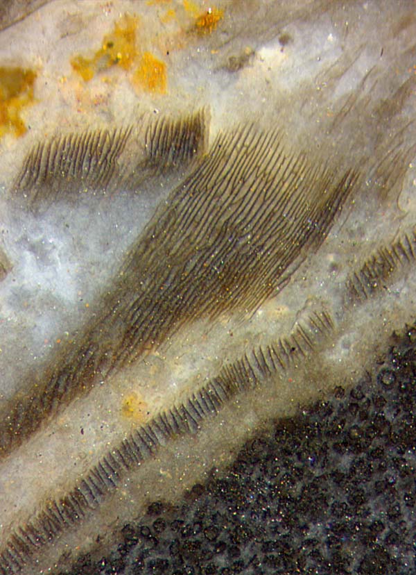 Aglaophyton sporangium wall