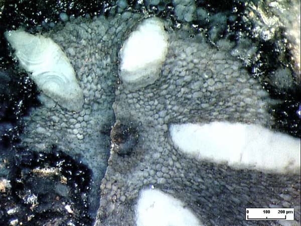 Voids as fungus-induced growth anomalies in a Rhynie chert plant