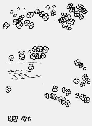 drawing of synangia cross-sections seen in photograph