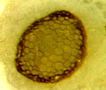 tiny leaf cross-section