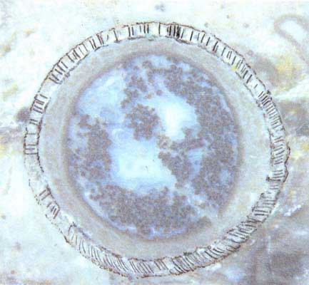 Aglaophyton sporangium cross-section drawing