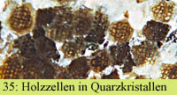 Holzzellen in Quarzkristallen