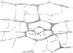 cells and cracks
