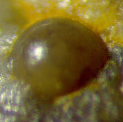 fungus sphere
