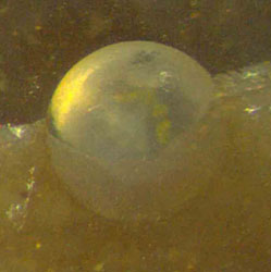 fungus sphere