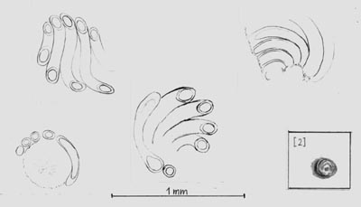 Details of Palaeonitella, drawings of eclosures made up of spirally wound cells