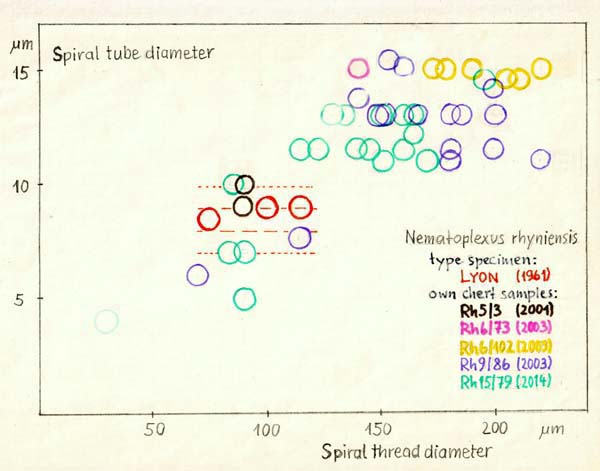 Nematoplexus spirals sizes