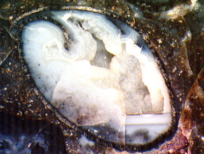 Querschnitt eines lngs gespaltenen Aglaophyton-Sporangiums