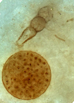 Oldest rotifer ever seen, caught in the act of attacking a spherical alga