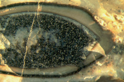 Lengthwise section of Aglaophyton sporangium with hole gnawed into the wall